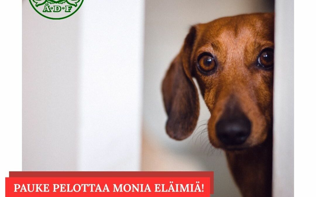 Uusi vuosi on eläimille pelon juhla